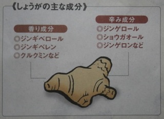 ショウガ.jpg