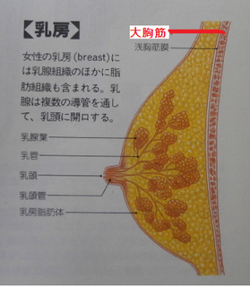 大胸筋.png