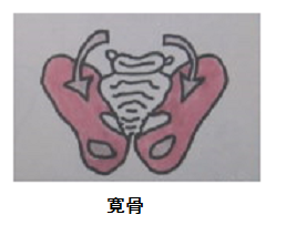 寛骨.png