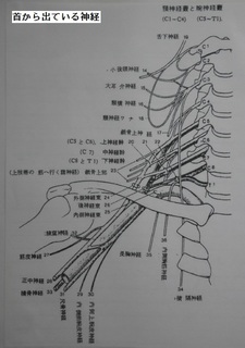 神経首の.jpg