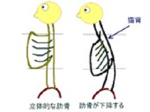 肋骨1.jpg