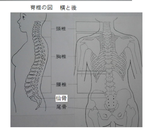 背骨の図.png