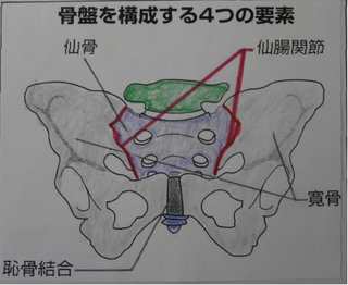 骨盤の図.png